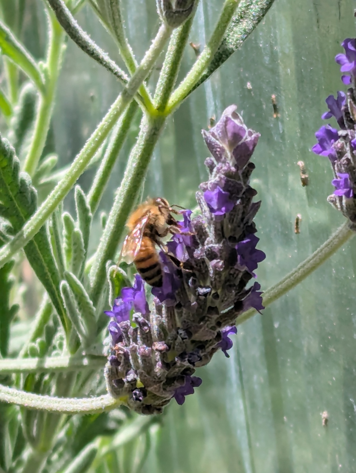 A bee on lavender, May 2025
