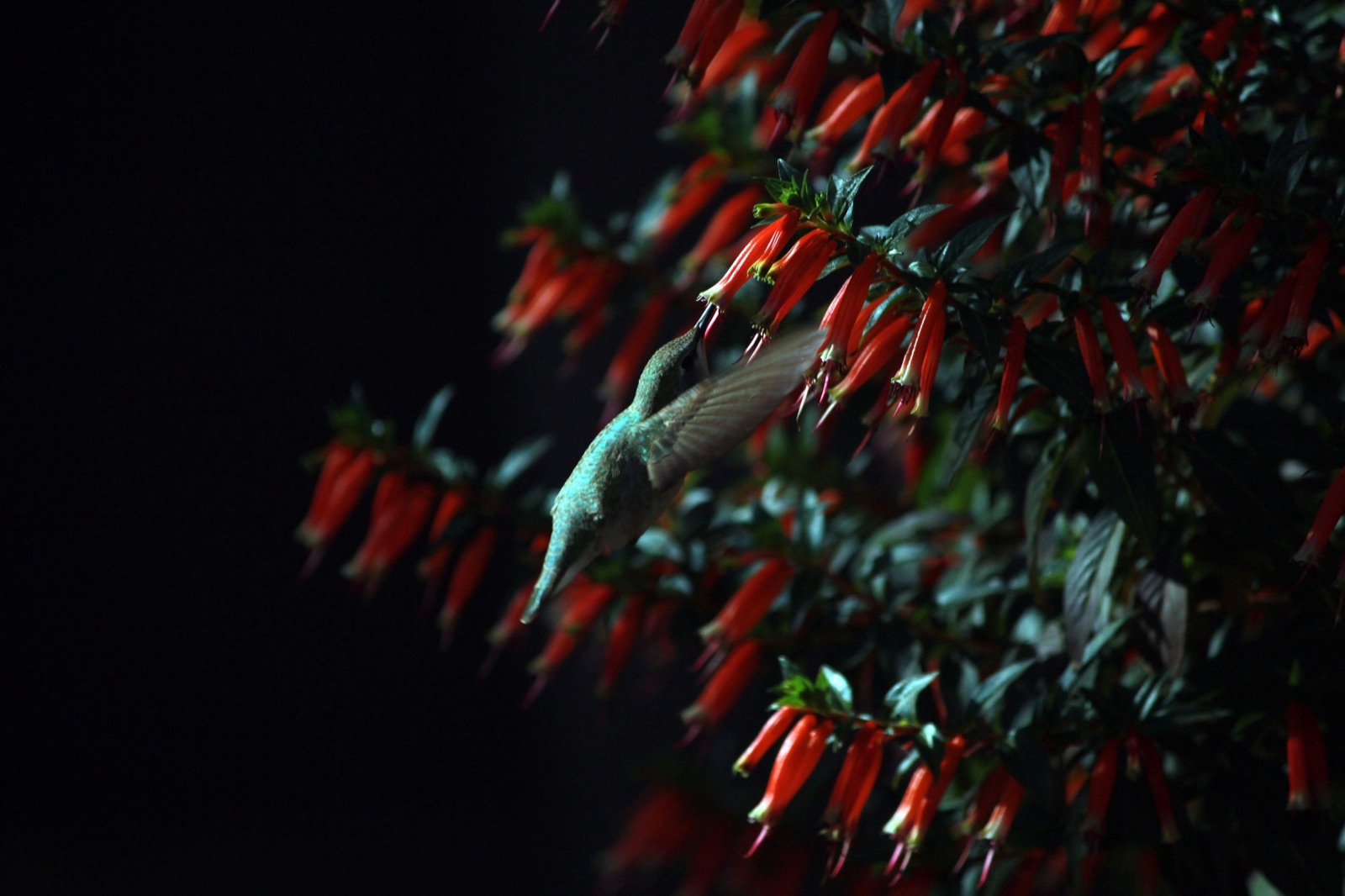 An Anna's hummingbird feeding at the cigar plant
