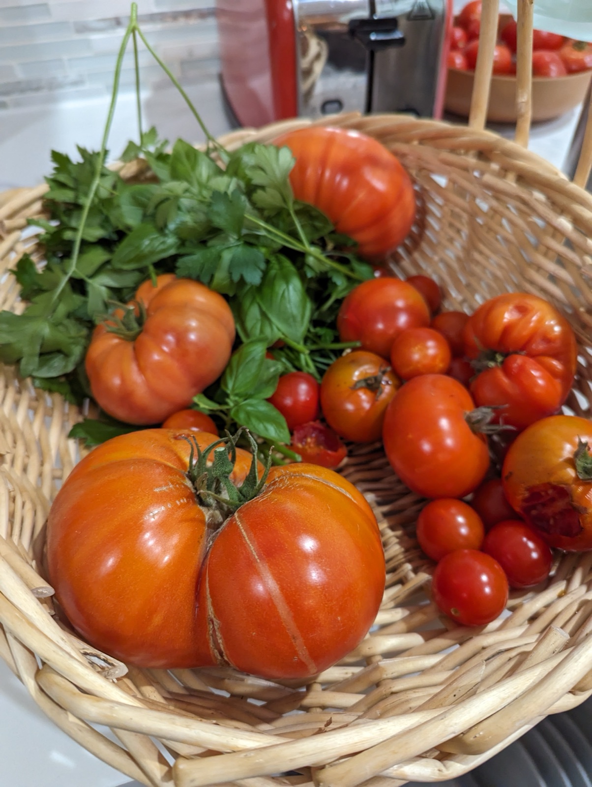 Heirloom and cherry tomatoes with basil and parsley, October 2023