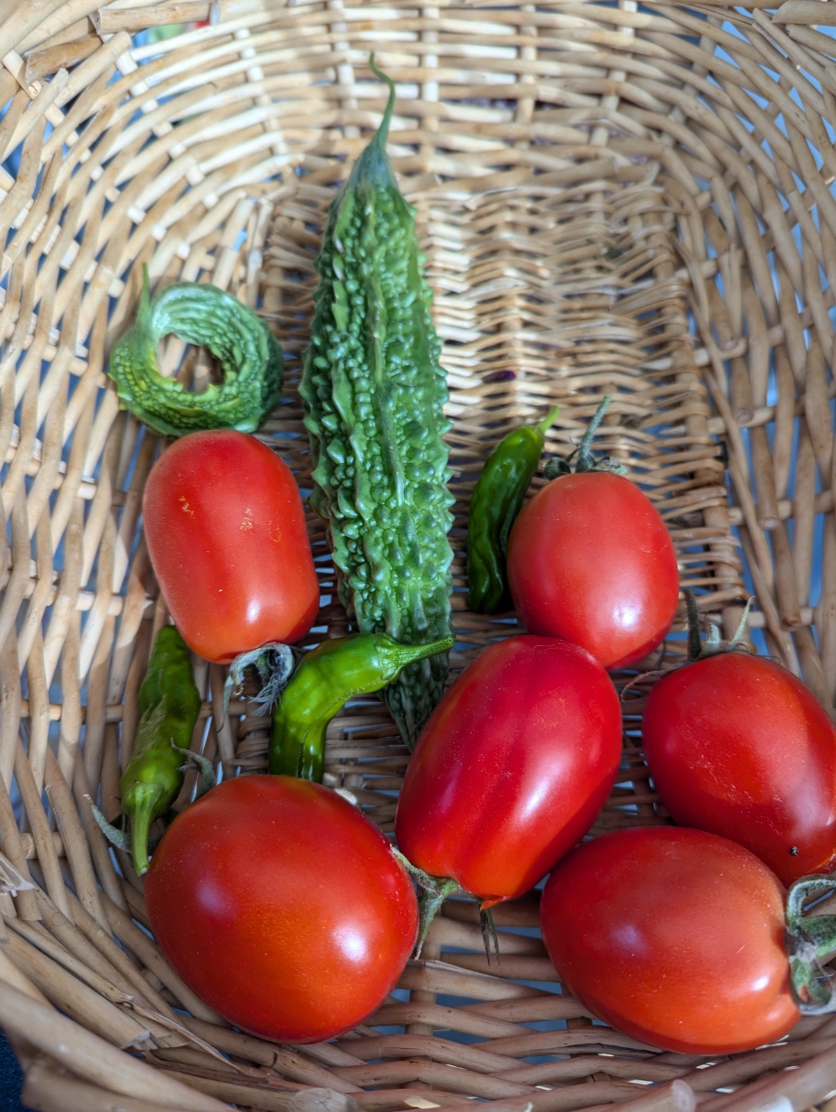 Roma tomatoes, bitter melon, and shishito peppers, November 2024