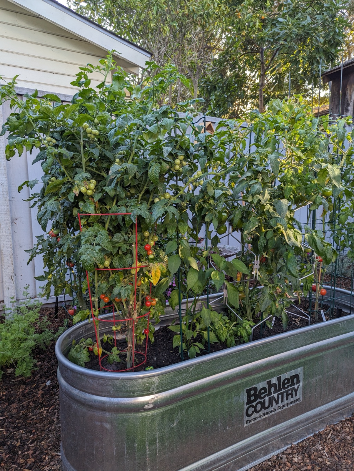 Tomato stock tank, September 2023