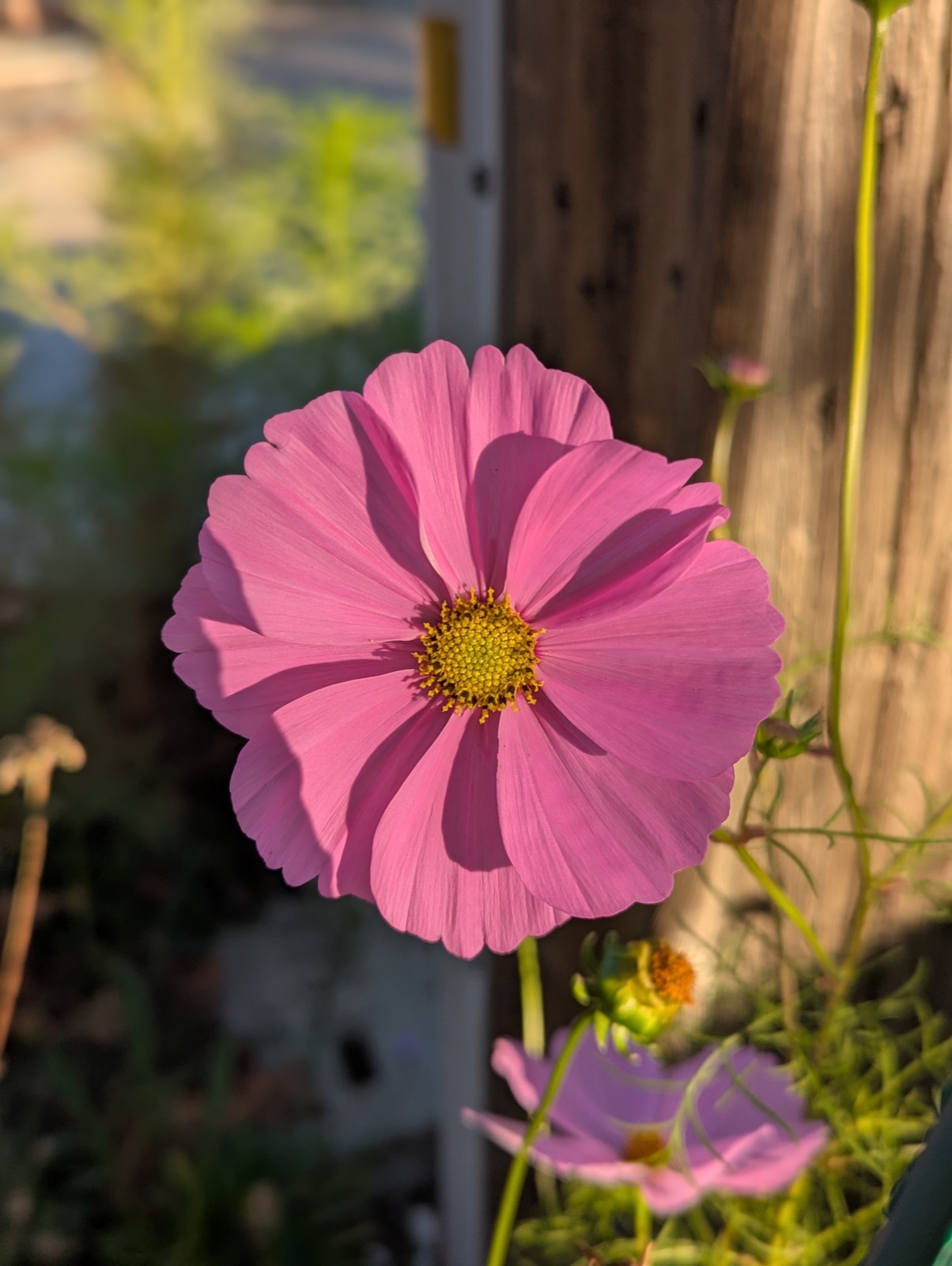 Cosmos, October 2025